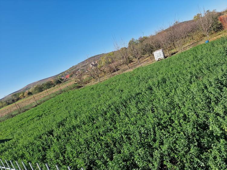 Vanzare teren în localitatea Răscruci - 5