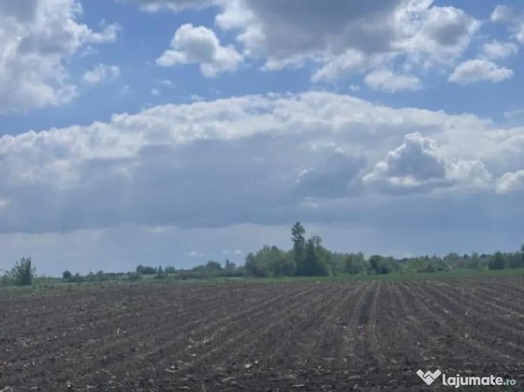 Teren extravilan, 7800mp, Burla - 1