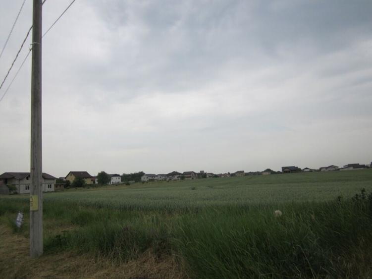 Domnesti-Narciselor - 1