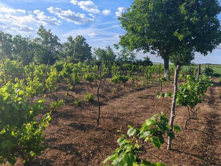 VANZARE CASA INDIVIDUALA LA CHEIE - 33