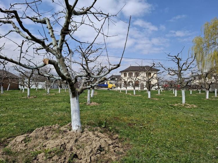 Teren Intravilan 2000 mp - Livada de meri, Raucesti - 4