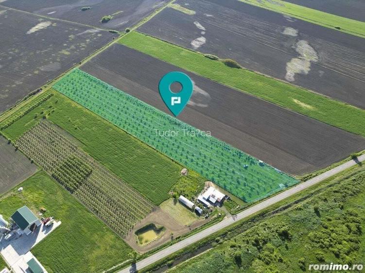 Livada de nuci ?i pruni 2.4ha in Varia?ul Mare Livada de nuci ?i pruni 2.4ha in Varia?ul Mare