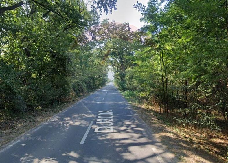 Teren 10,000mp Afumati | Padure | Soseaua Petrachioaia - 5