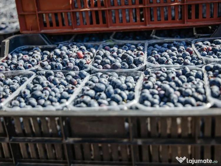 Plantatie de afin din Romania BUSINESS DE VANZARE - 8