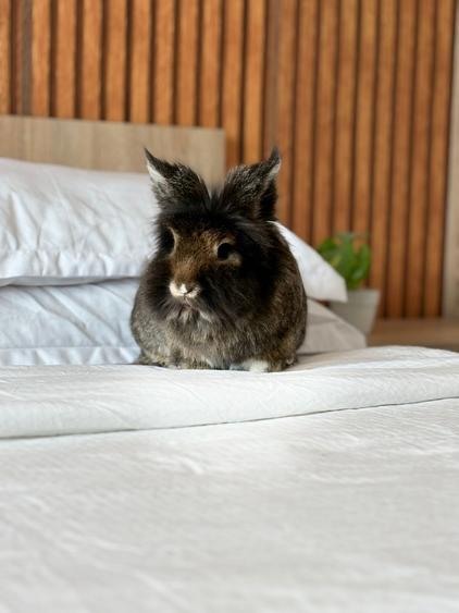 Unirii / Calea Victoriei: Boho Large Apartment – 130 m² SU | AN541-9F - 55