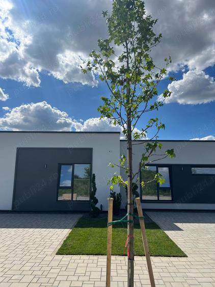 Direct de la proprietar Canova! Construim case, toate utilitatille, drum asfaltat, in Mosnita Noua - 3