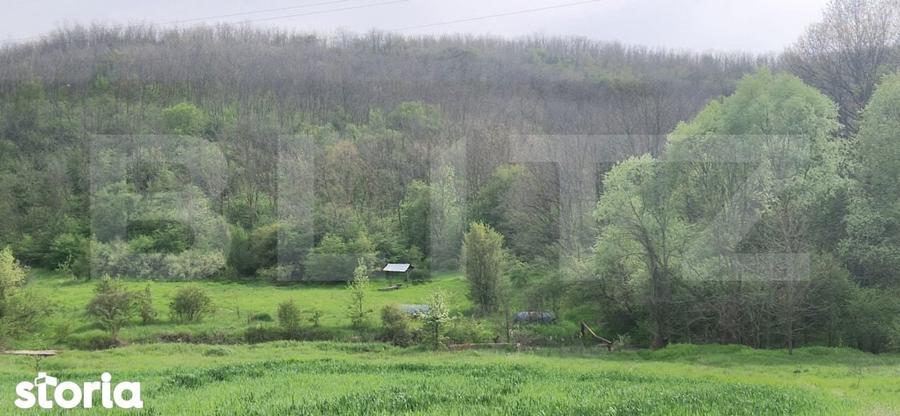 PADURE SALCAM, 120000mp, BRADESTI - 2