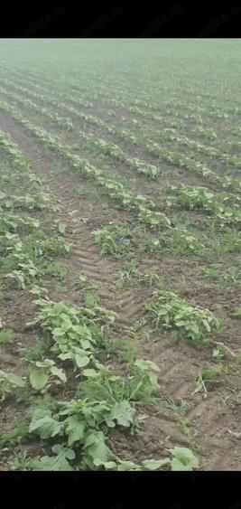 OPORTUNITATE INVESTI?IE: Teren Agricol de Inalta Productivitate (Extravilan) - 1