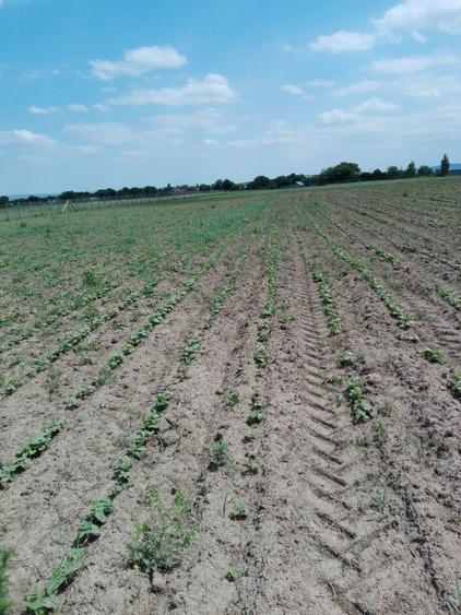 3,5 ha teren Vaculesti - 7