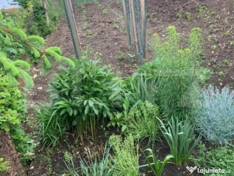 Casa individuala, cu 3 camere in zona Turda Noua - 5