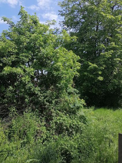 Teren intravilan construibil Lazu Centru - 1