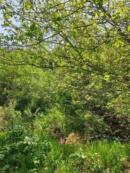 Teren intravilan cu parau si padure in Uileacu de Munte - 3