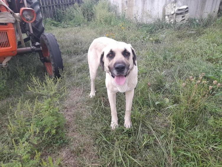 Ferma de inchiriat teren 21.000 mp, utilita?i complete pt activitate agricola si sau logistica - 1