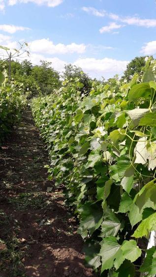 Vanzare teren intravilan (sat Maldaresti, comuna Dealu Morii, jud. Bacau) - 3