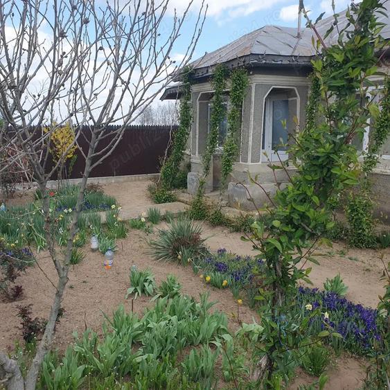 Vand casa la tara - 11