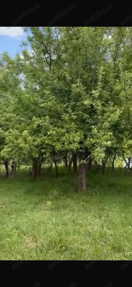 Teren de 2050 mp, în Bărbătești
