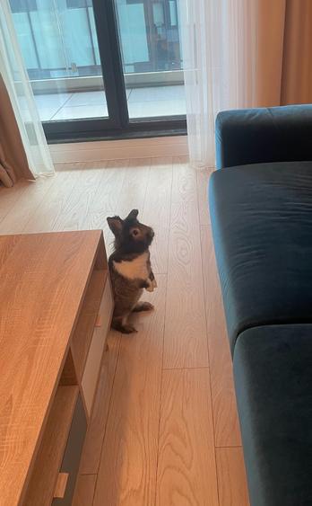 Novum Politehnica Iuliu Maniu | 2Min Walk Poli Metro | 600EUR+VAT | MS077-Poli - 30