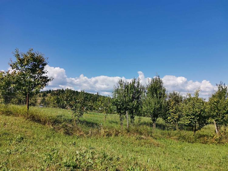 Vand teren intravilan cu casa 7400 mp in Sasca Mare, Suceava - 11
