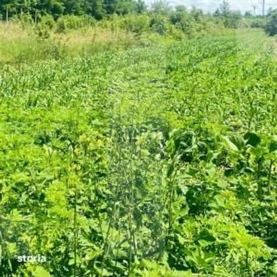 Teren de 500000 mp, în Dângeni