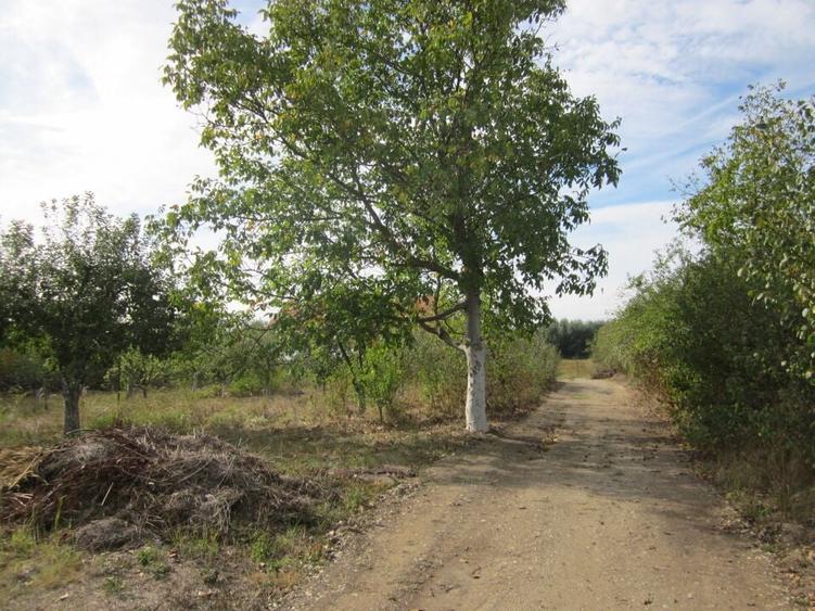 Domnesti Ciutaci-Zorelelor - 15