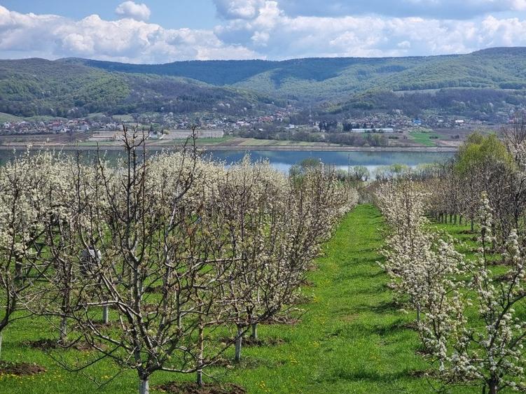 Pamant vanzare | Lac Zigoneni | Valea Lui Enache | Priveliște superba - 12