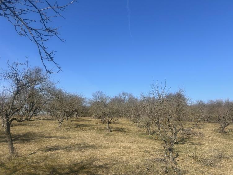 Vand Teren cu livada - 2