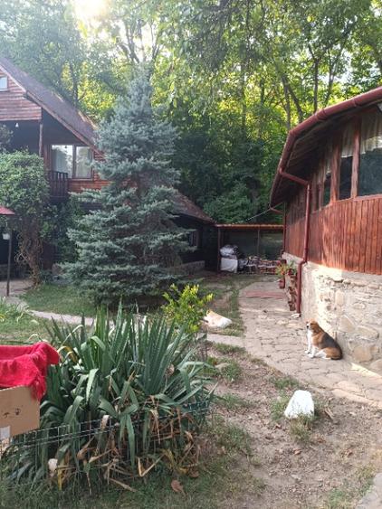 de vanzare proprietate (fosta pensiune) pe malul raului Teleajen - 9