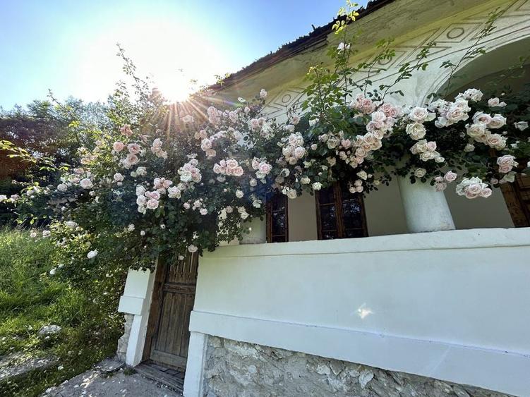 Casa MUSCELEANA , stil Conac , cu livada , teren intravilan- 2 000 mp. - 4