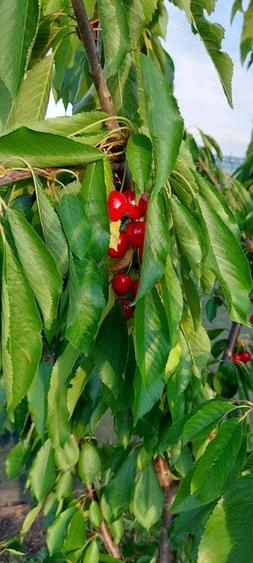 Vand casa Campenesti, Apahida - 1