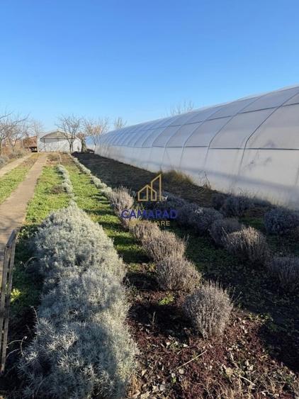 Teren intravilan vanzare - 2.750 mp – Darvari/Tamadalu Mare (judetul Calarasi) - 1