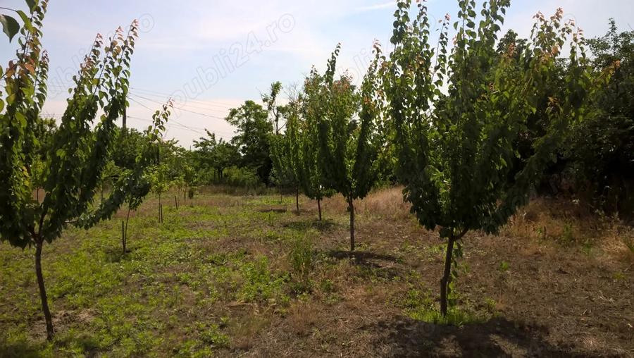 Casa batraneasca cu teren 3000 mp - 3