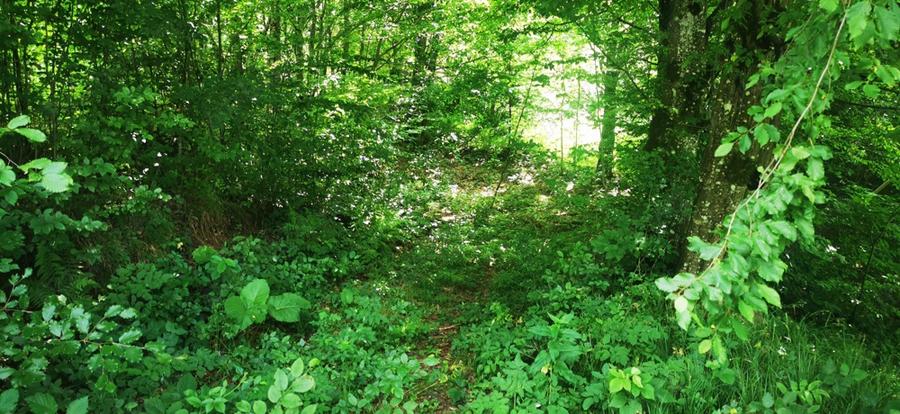 Teren Valiug 900-2400 mp acces auto utilita?i negociabil - 2