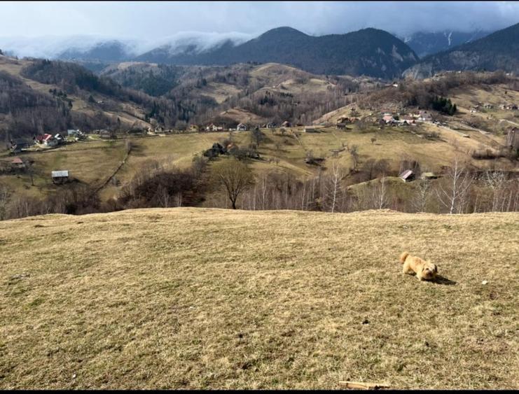 Vanzare Teren cu Punct de Belvedere in Moieciu zona Magura-Pestera - 3