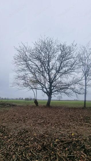 OPORTUNITATE TEREN 0,9 Ha intravilan constructii+extravilan - 14