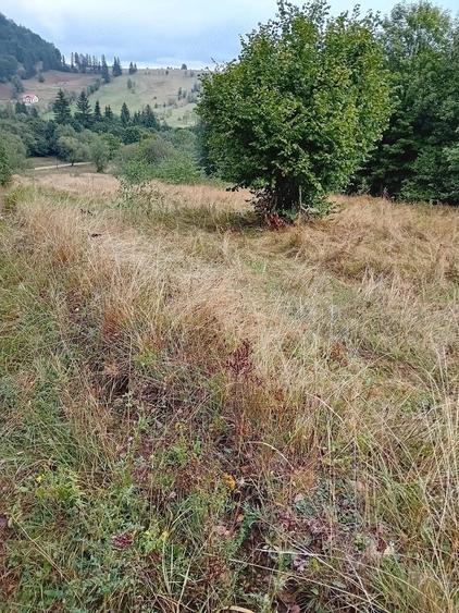 Teren de 4700 mp, în Vama Buzăului