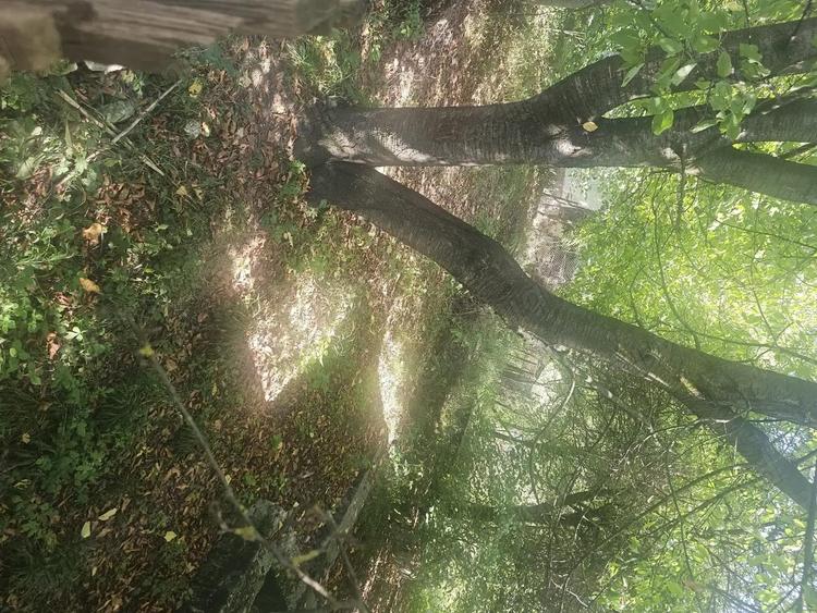 Teren de 1113 mp si casa batraneasca in comuna Mihaesti jude?ul Valcea - 6