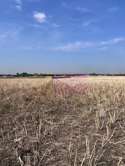 Teren Domnesti strada Ciocarliei. - 2