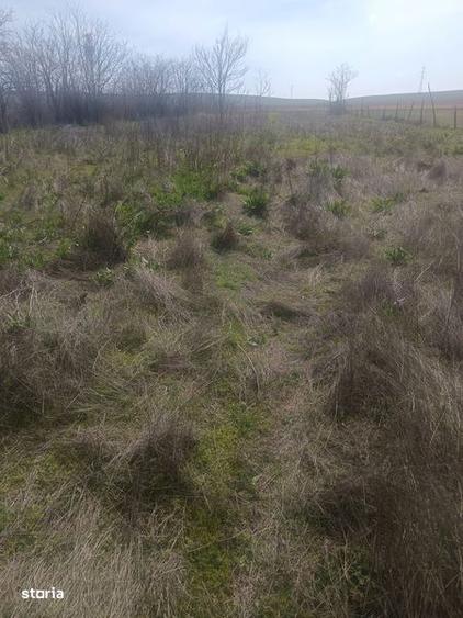 Vand teren intravilan in sibioara (constanta ) - 2