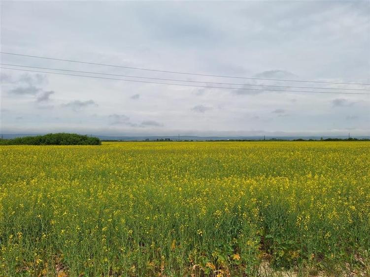 Reco, teren intravila la E60 sacadat - 4