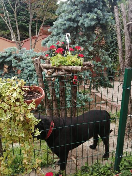 Vila cochetă Pipera, teren 650 mp - 24