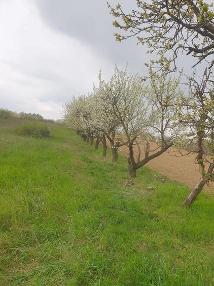 Teren de 7200 mp, în Miersig