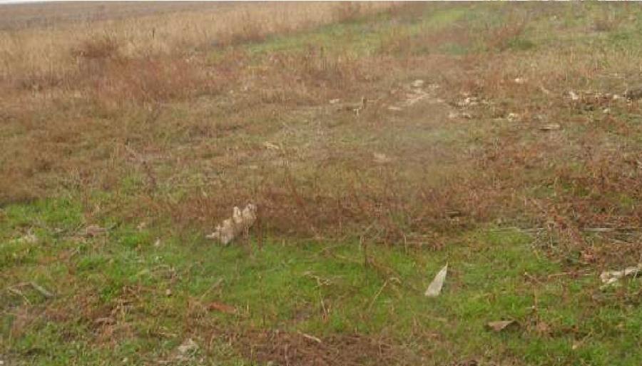 Teren agricol extravilan de 10098 mp, în Munteni