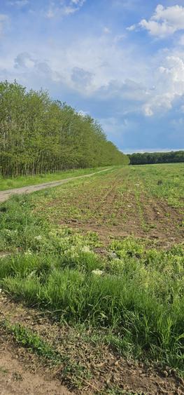 Teren intravilan - 4752 mp - 8 loturi de 594 mp - com Gruiu-Lipia - km 31 A3 - 1