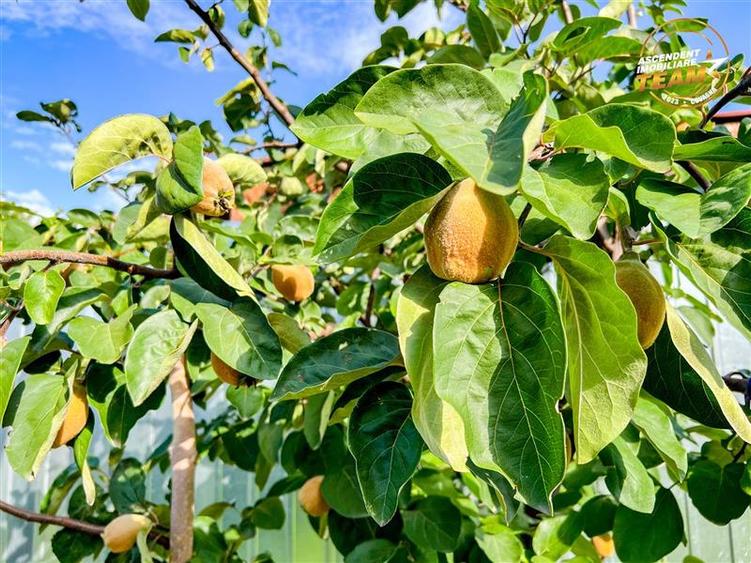 FILM! Casa cu teren generos,vedere pitoreasca, Sancraiu,  aproape de Sfantu Gheo - 40