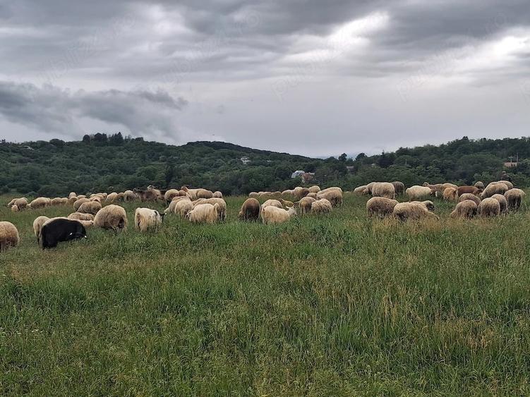 Vand Teren Extravilan in localitatea Jugureni - 4