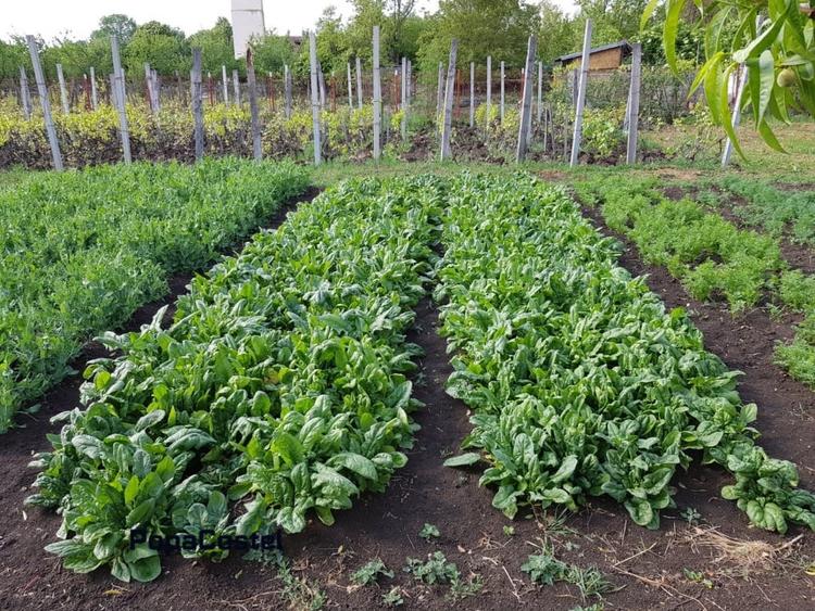 Petresti - Corbeanca 4648 mp intravilan desch. 33 m, utilitati, acces asfaltat - 12