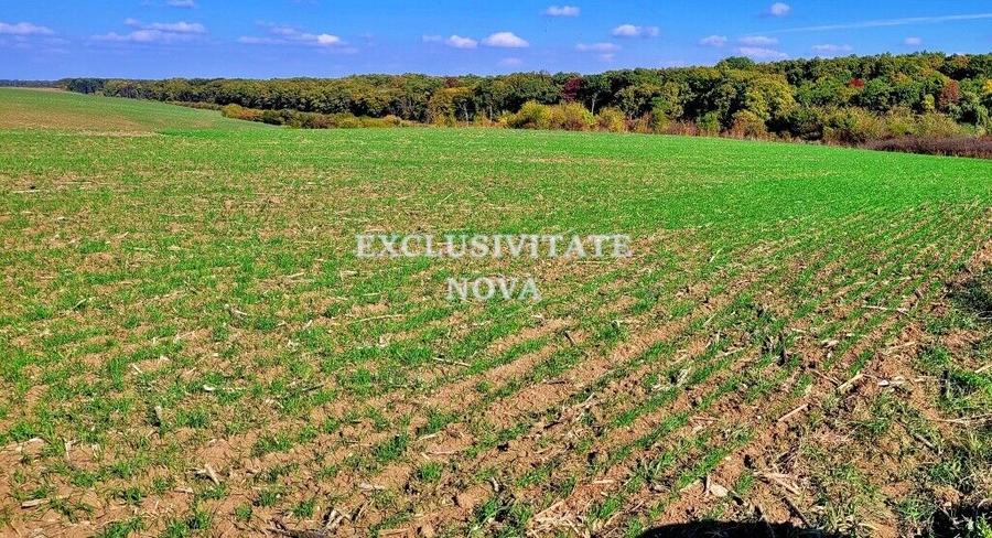 Teren 9Ha -> 16Ha Ha Intravilan , Exit A3 Snagov Ghermanesti Bucuresti-Ploiesti - 18