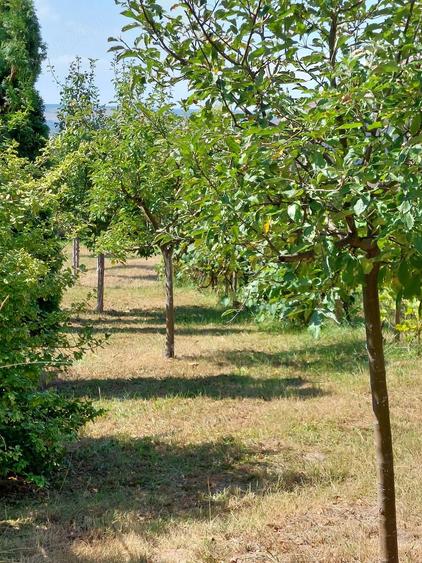 Casă cu Teren 1100 Mp în Central