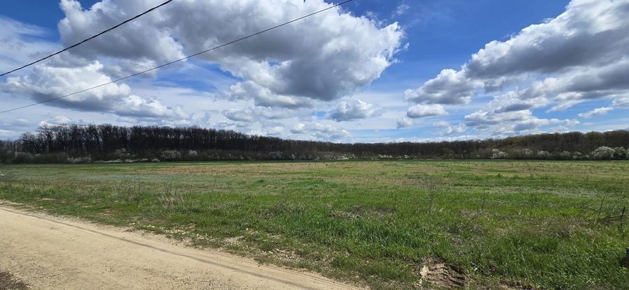 Snagov Ciofliceni Padure - 3