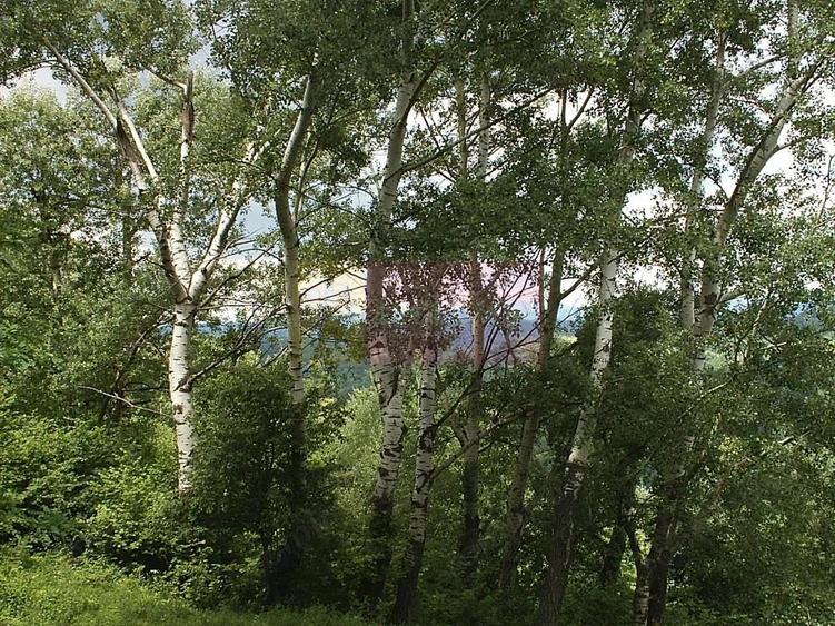 Teren intravilan de vanzare in Telega - 9